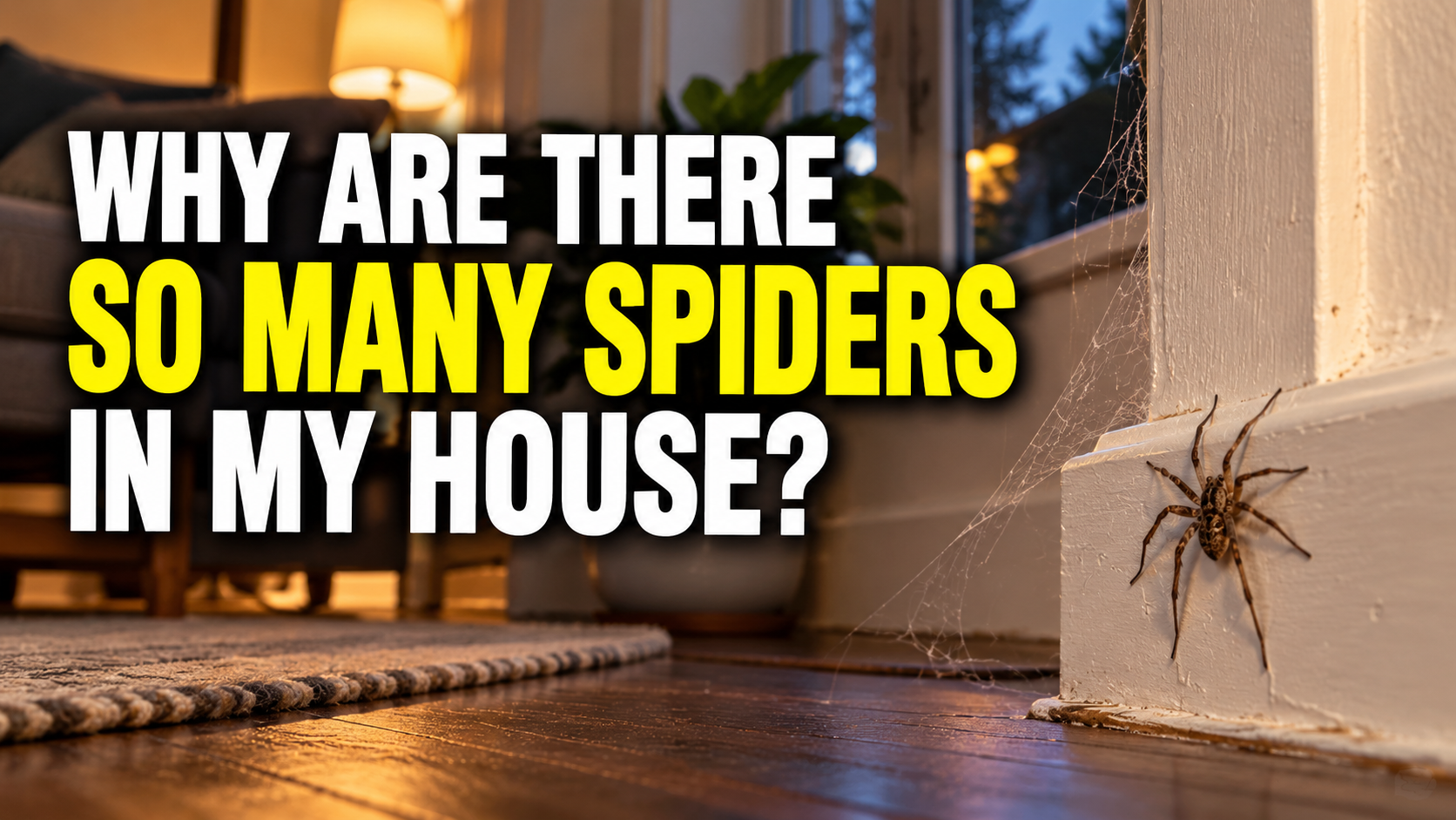 Why Are There Suddenly So Many Spiders in My House?