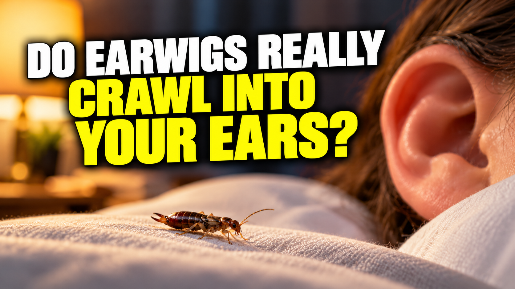 Do Earwigs Really Crawl Into Your Ears?