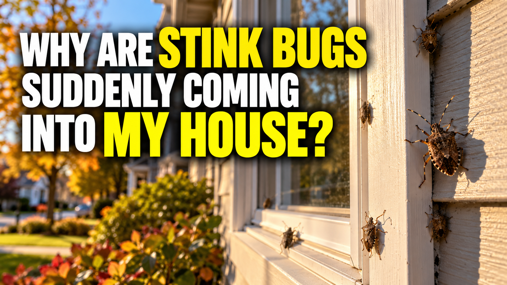 Why Are Stink Bugs Suddenly Coming Into My House?